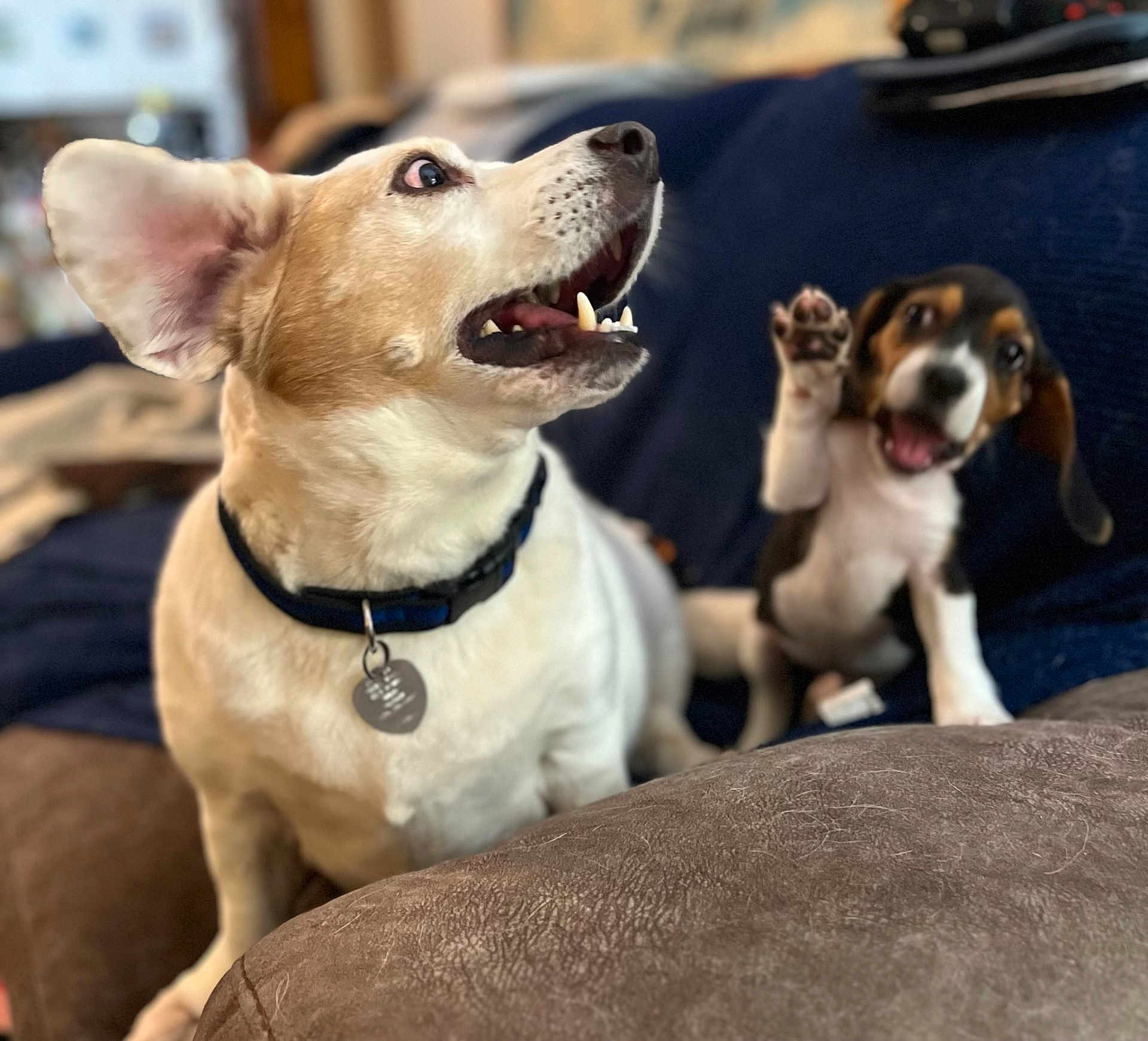 Snooppy is registered to the contest to win money with this photo: dog, puppy, couch, pet, indoor, animal, canine, fur, collar, paw, brown, white, black, cute, friendly, expression, sitting, playful, domestic, companion