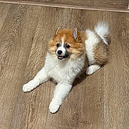 Boston participe au concours pour gagner de l'argent avec cette photo : alert, animal, brown, canine, companion, cute, dog, domestic_animal, floor, fluffy, fur, happy, indoor, lying_down, pet, playful, puppy, small_dog, white, wooden_floor