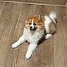 dog, puppy, fluffy, brown, white, fur, pet, animal, lying_down, floor, wooden_floor, indoor, cute, small_dog, alert, happy, canine, domestic_animal, companion, playful