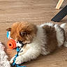 animal, blanket, brown_and_white, chewing, cozy, cute, dog, floor, fluffy, indoor, orange_toy, pet, pet_toy, playing, puppy, rope_toy, small_dog, toy, wooden_floor, young_dog