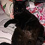 Phantom joined the competition — help win amazing prizes! black_cat, cat, pet, feline, animal, relaxed, lying_down, blanket, pillow, indoor, cozy, fur, whiskers, collar, home, resting, cute, domestic_animal, sleepy, soft