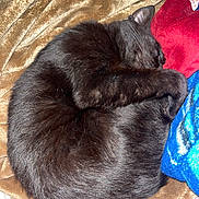 Phantom joined the competition — help win amazing prizes! black_cat, cat, sleeping, curled_up, paw, blanket, soft_texture, indoor, resting, feline, fur, pet, cozy, comfort, animal, cute, relaxation, warm, domestic, snuggled