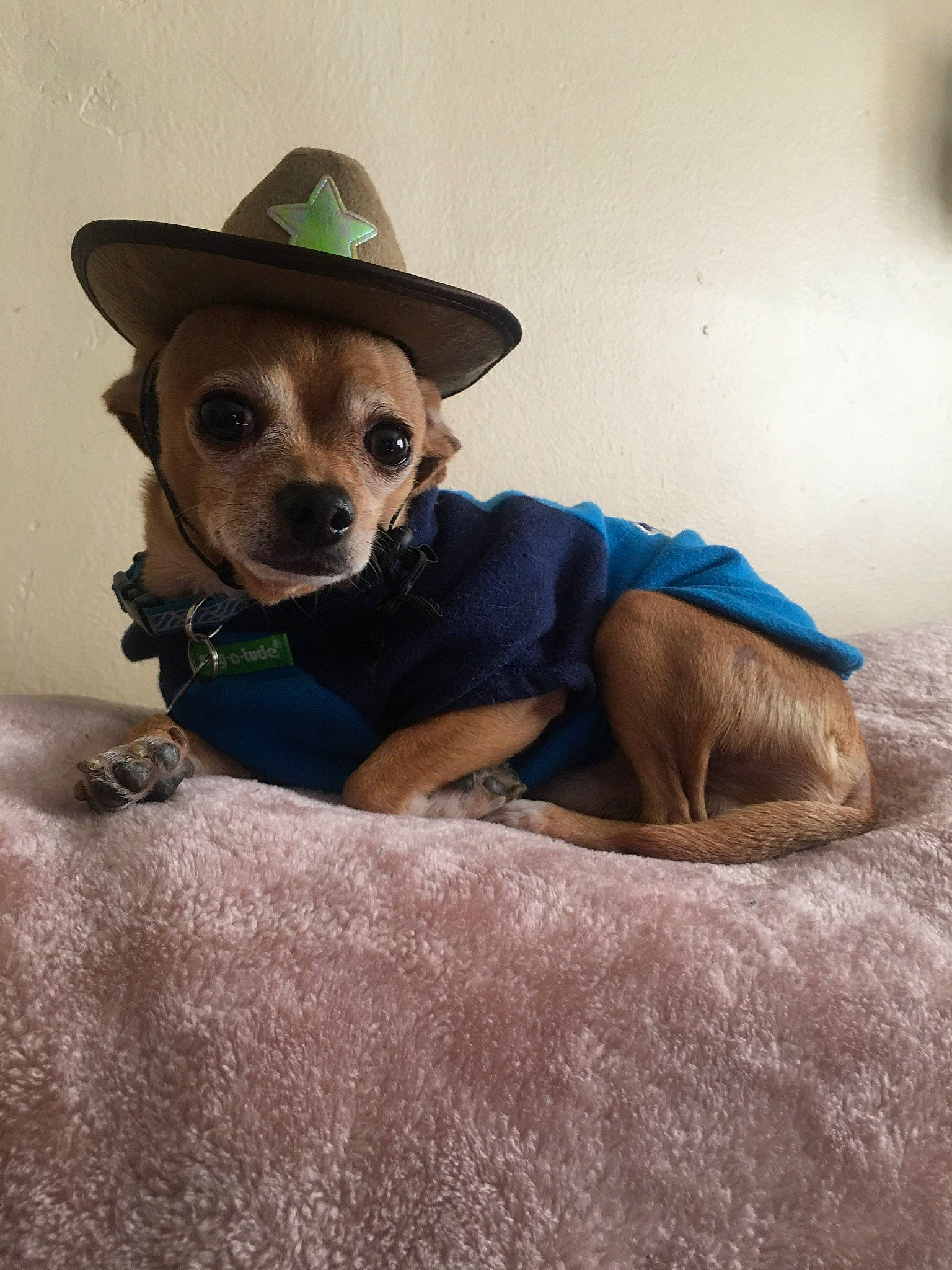 Avery is registered to the contest to win money with this photo: canidae, carnivore, chihuahua, companion_dog, costume_hat, cowboy_hat, dog, dog_breed, dog_clothes, dog_supply, fawn, fedora, fur, hat, snout, sun_hat, sunglasses, toy_dog, whiskers, working_animal