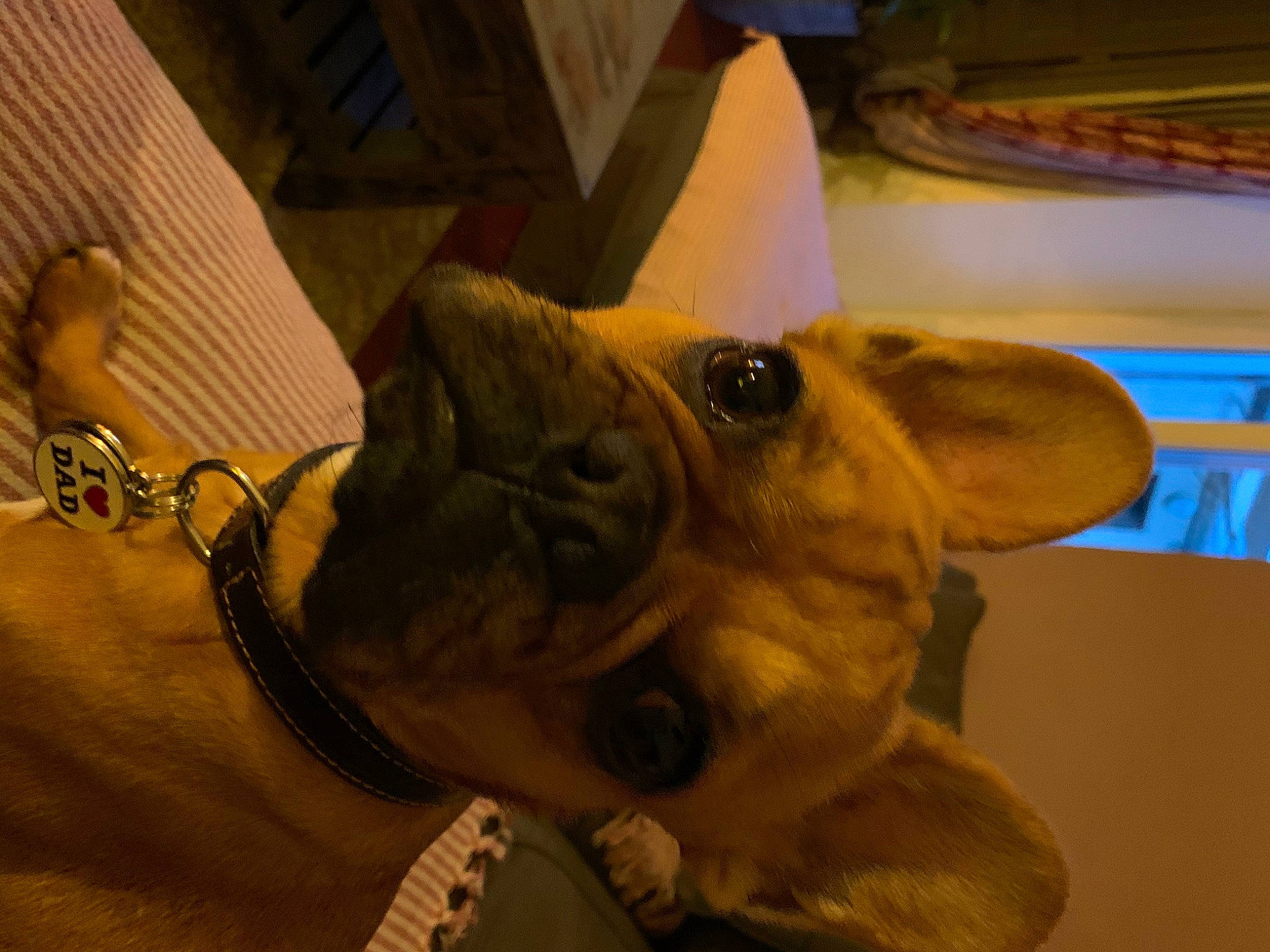 Phara participe au concours pour gagner de l'argent avec cette photo : canidae, carnivore, companion_dog, dog, dog_breed, ear, eye, fawn, snout