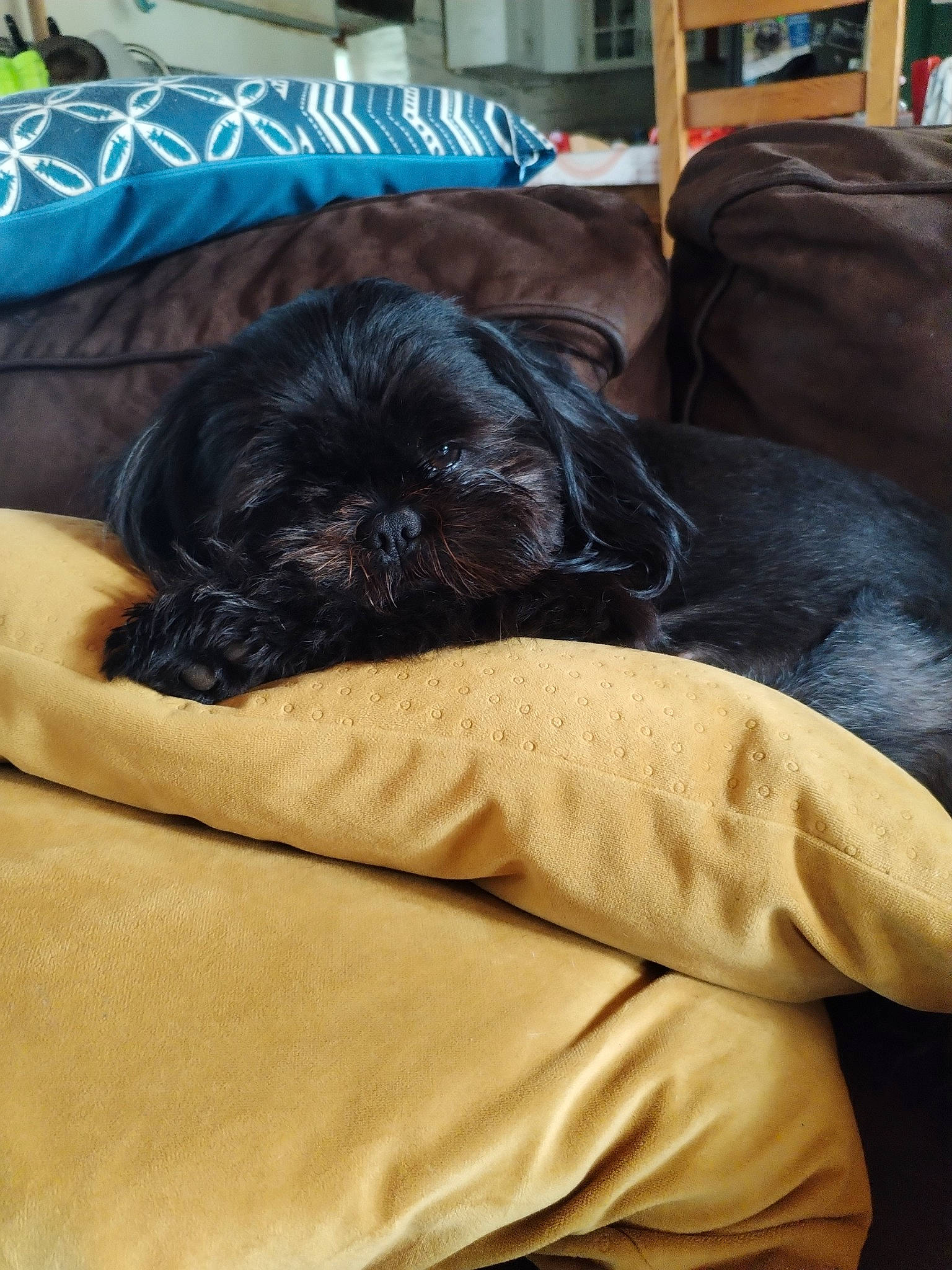 Tosca a rejoint le concours — aidez-le/la à gagner de superbes lots ! bed, bedding, canidae, carnivore, comfort, companion_dog, dog, dog_breed, dog_supply, duvet, fawn, fur, linens, liver, nap, room, snout, sporting_group, toy_dog, working_animal