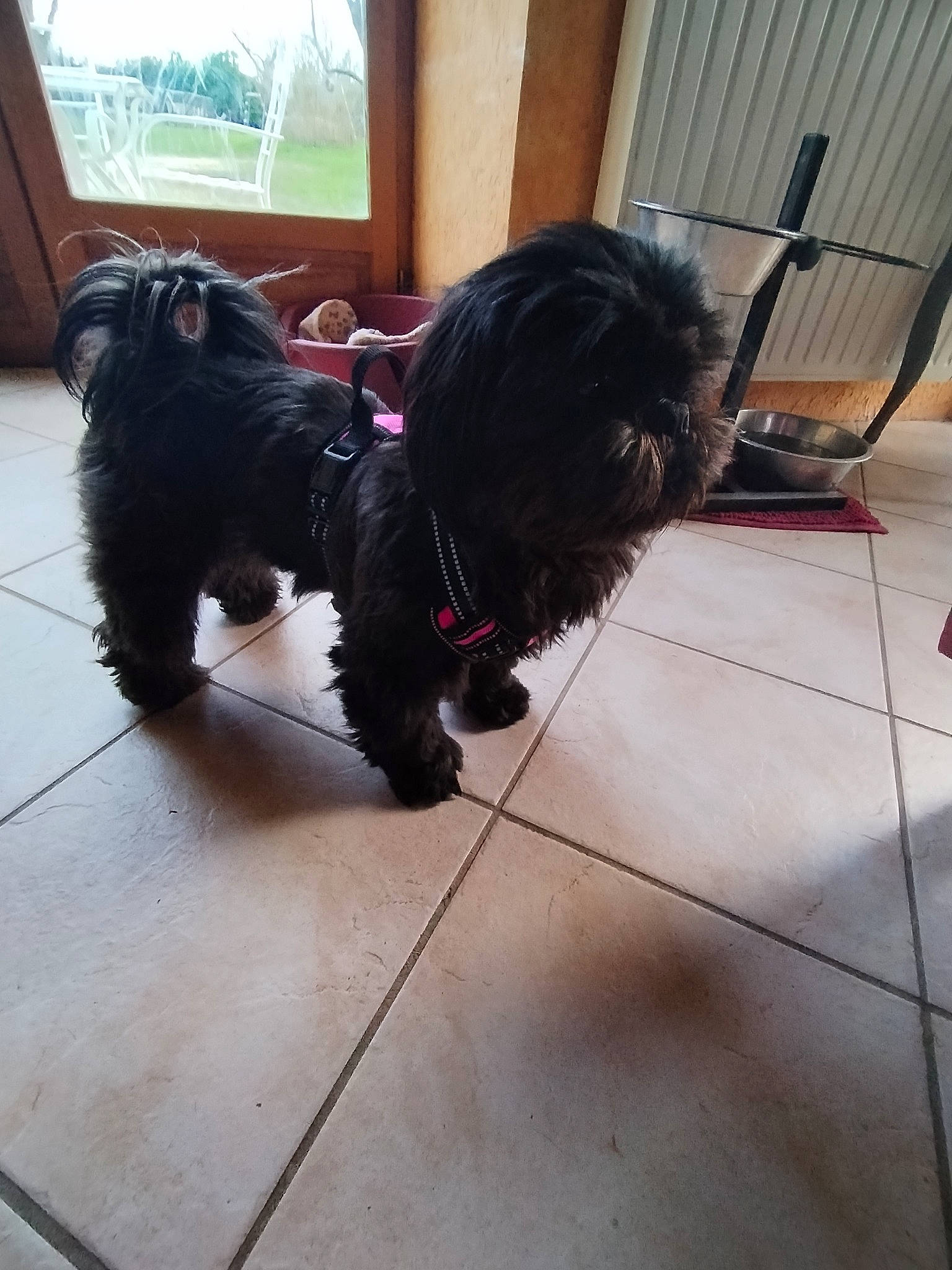 Tosca a rejoint le concours — aidez-le/la à gagner de superbes lots ! carnivore, collar, companion_dog, dog, dog_breed, dog_collar, dog_supply, door, flooring, fur, liver, pet_supply, small_terrier, sporting_group, tail, terrier, tints_and_shades, toy_dog, water_dog, window