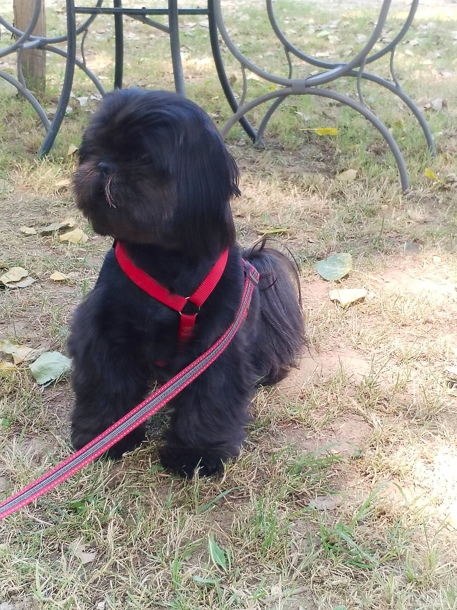 Tosca a rejoint le concours — aidez-le/la à gagner de superbes lots ! canidae, carnivore, collar, companion_dog, dog, dog_breed, dog_collar, dog_supply, electric_blue, fur, grass, gun_dog, leash, liver, pet_supply, plant, snout, sporting_group, tail, working_animal