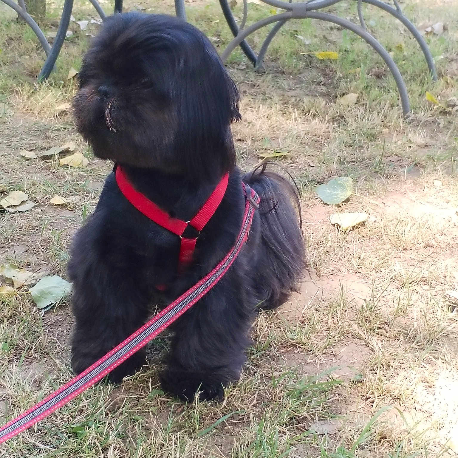 Tosca