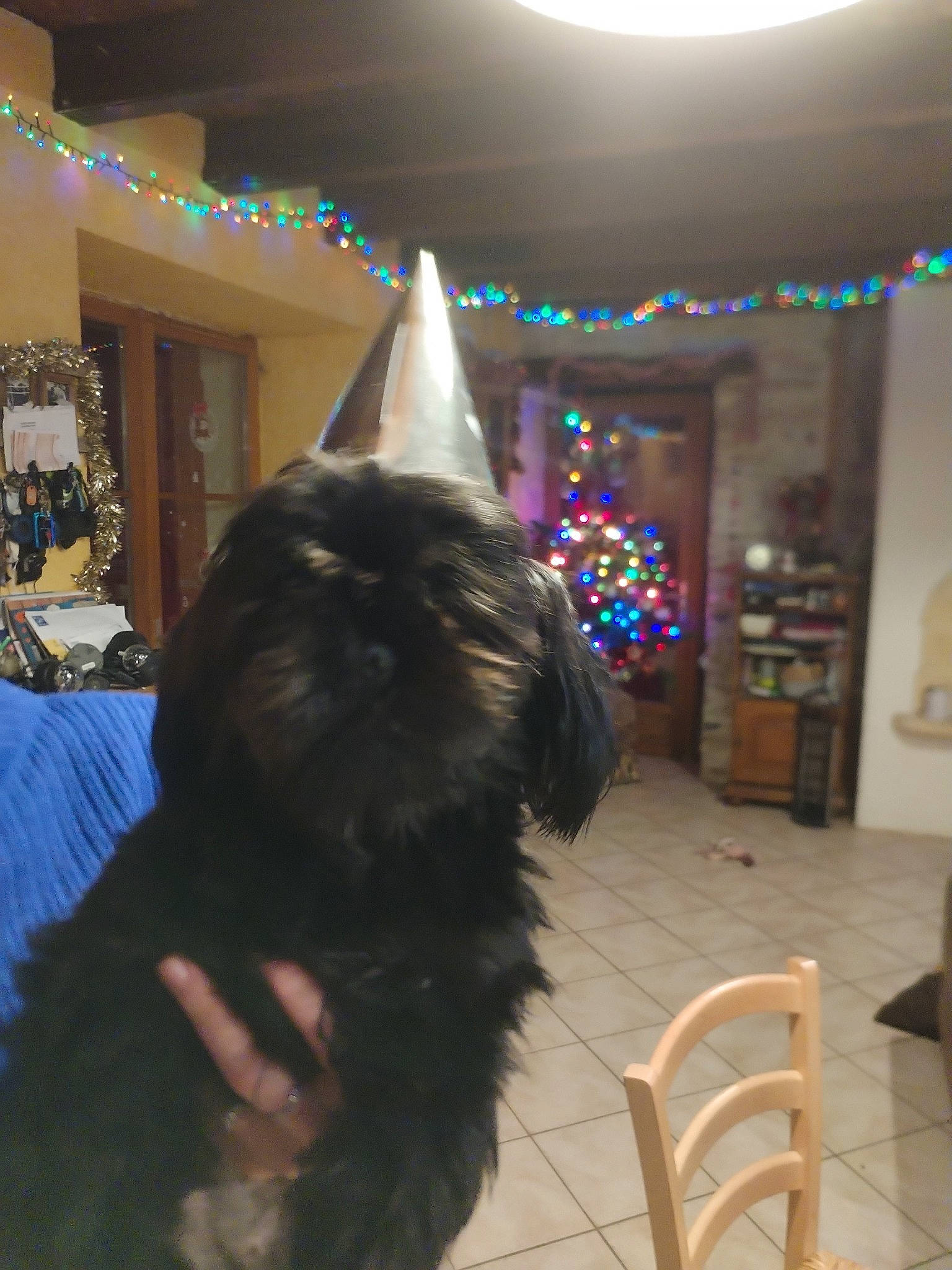 Tosca participe au concours pour gagner de l'argent avec cette photo : carnivore, cat, chair, christmas, christmas_decoration, christmas_ornament, christmas_tree, companion_dog, event, felidae, fun, fur, holiday, holiday_ornament, ornament, plant, small_to_medium_sized_cats, tail, tree, whiskers