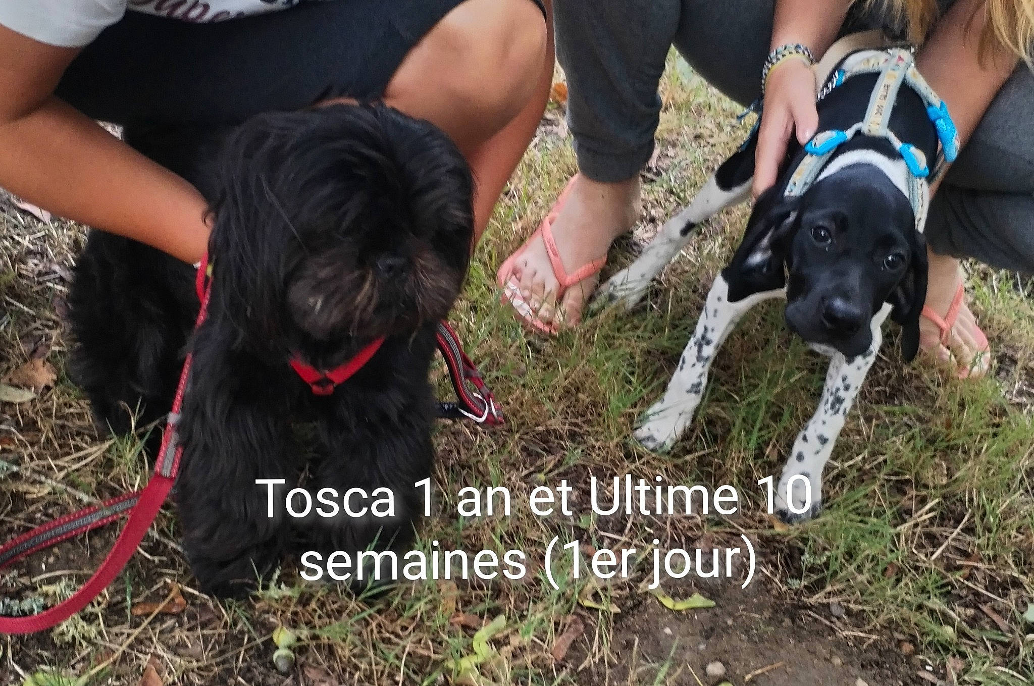 Ultime participe au concours pour gagner de l'argent avec cette photo : canidae, carnivore, collar, companion_dog, dog, dog_breed, event, fawn, gesture, grass, hunting_dog, leash, non_sporting_group, shorts, soil, sporting_group, tail, thigh, working_animal, working_dog