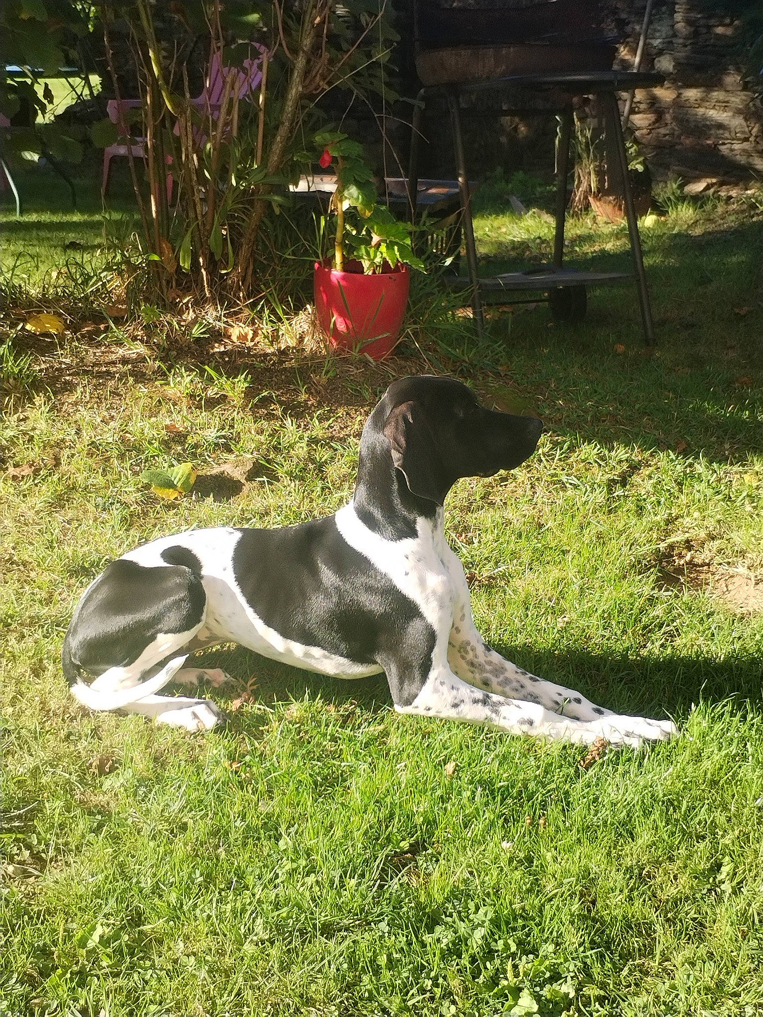 Ultime participe au concours pour gagner de l'argent avec cette photo : canidae, carnivore, companion_dog, dog, dog_breed, fawn, grass, groundcover, gun_dog, hound, hunting_dog, plant, pointing_breed, scent_hound, sporting_group, tail, terrestrial_animal