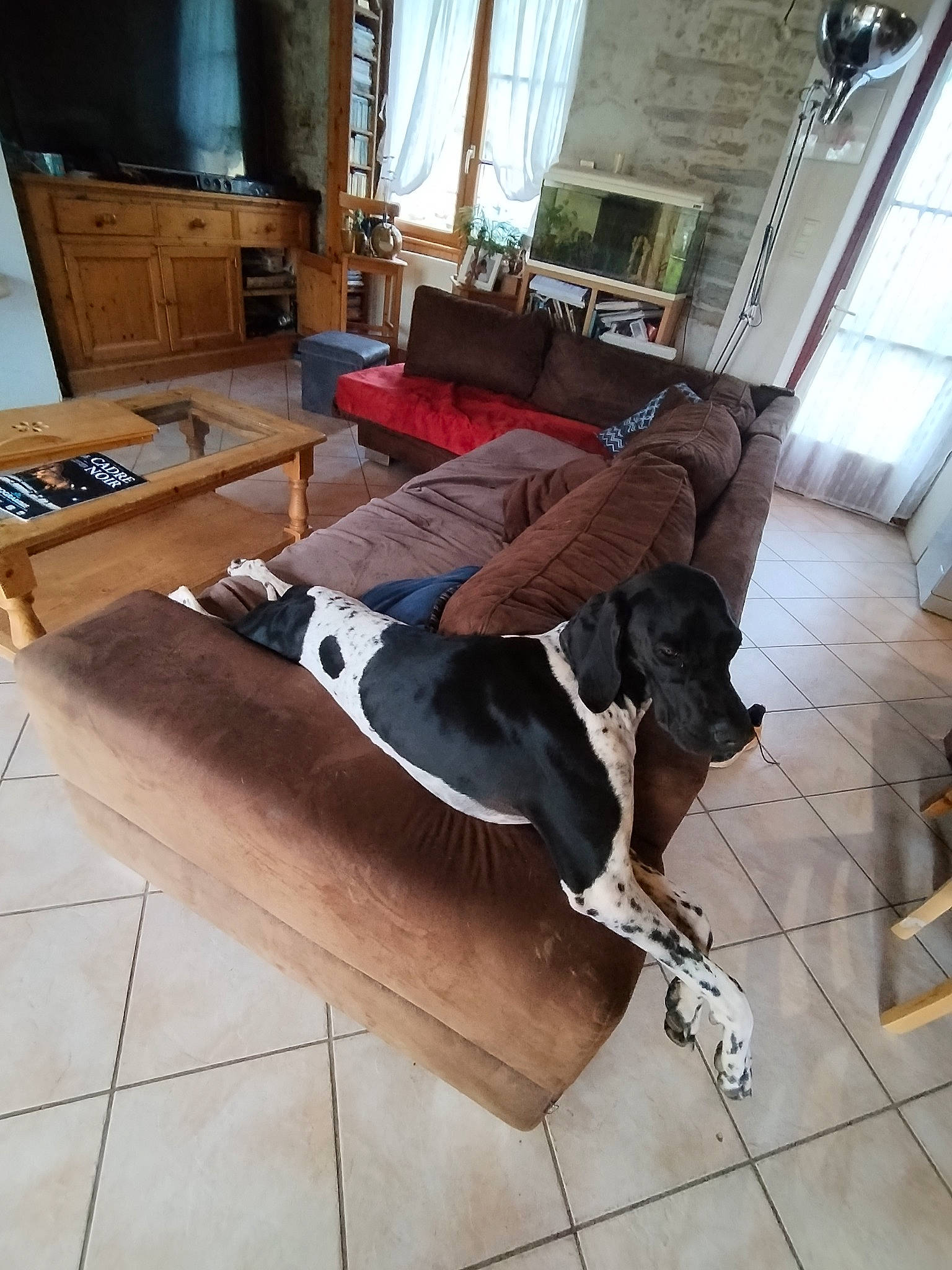 Ultime participe au concours pour gagner de l'argent avec cette photo : comfort, couch, floor, flooring, foot, hardwood, house, houseplant, human_leg, knee, laminate_flooring, living_room, picture_frame, plywood, studio_couch, table, thigh, window, wood, wood_flooring