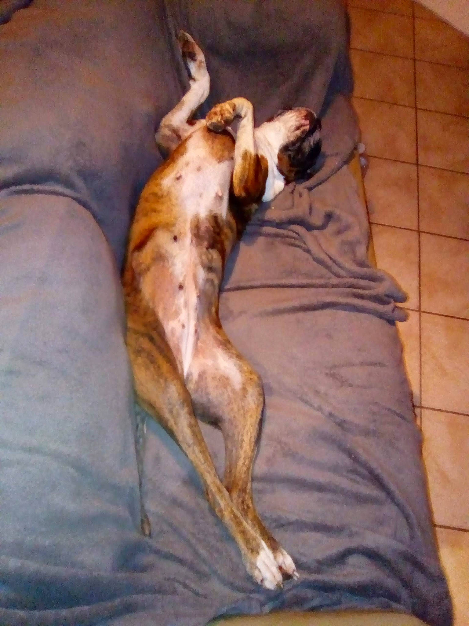 Féline a rejoint le concours — aidez-le/la à gagner de superbes lots ! bed, bedding, canidae, carnivore, comfort, companion_dog, dog, dog_breed, fawn, felidae, foot, fur, human_leg, linens, liver, sighthound, small_to_medium_sized_cats, sporting_group, tail, wood