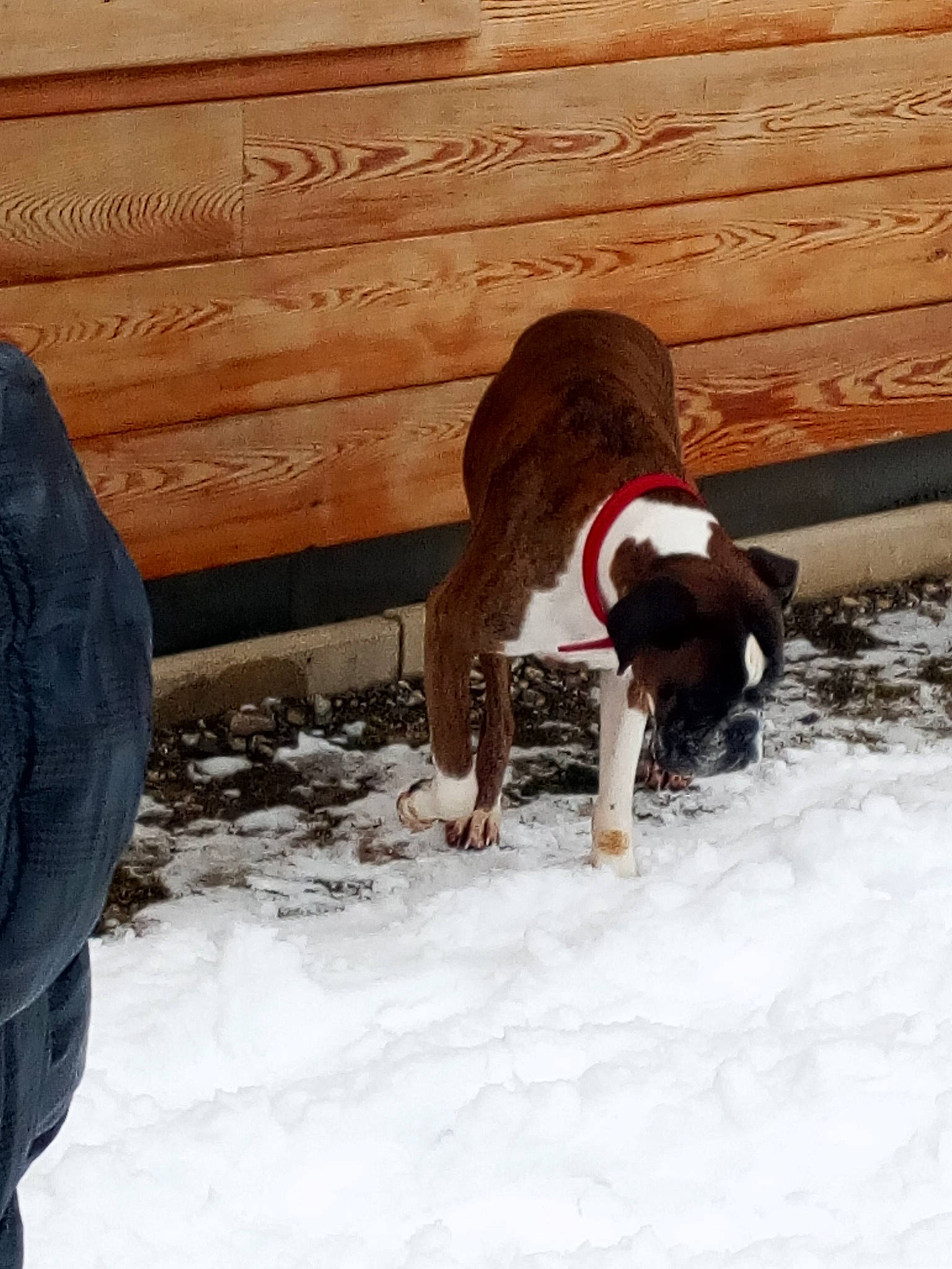 Féline a rejoint le concours — aidez-le/la à gagner de superbes lots ! canidae, carnivore, comfort, companion_dog, dog, dog_breed, dog_supply, fawn, freezing, fur, hardwood, liver, pet_supply, snout, snow, sporting_group, tail, winter, wood, working_animal