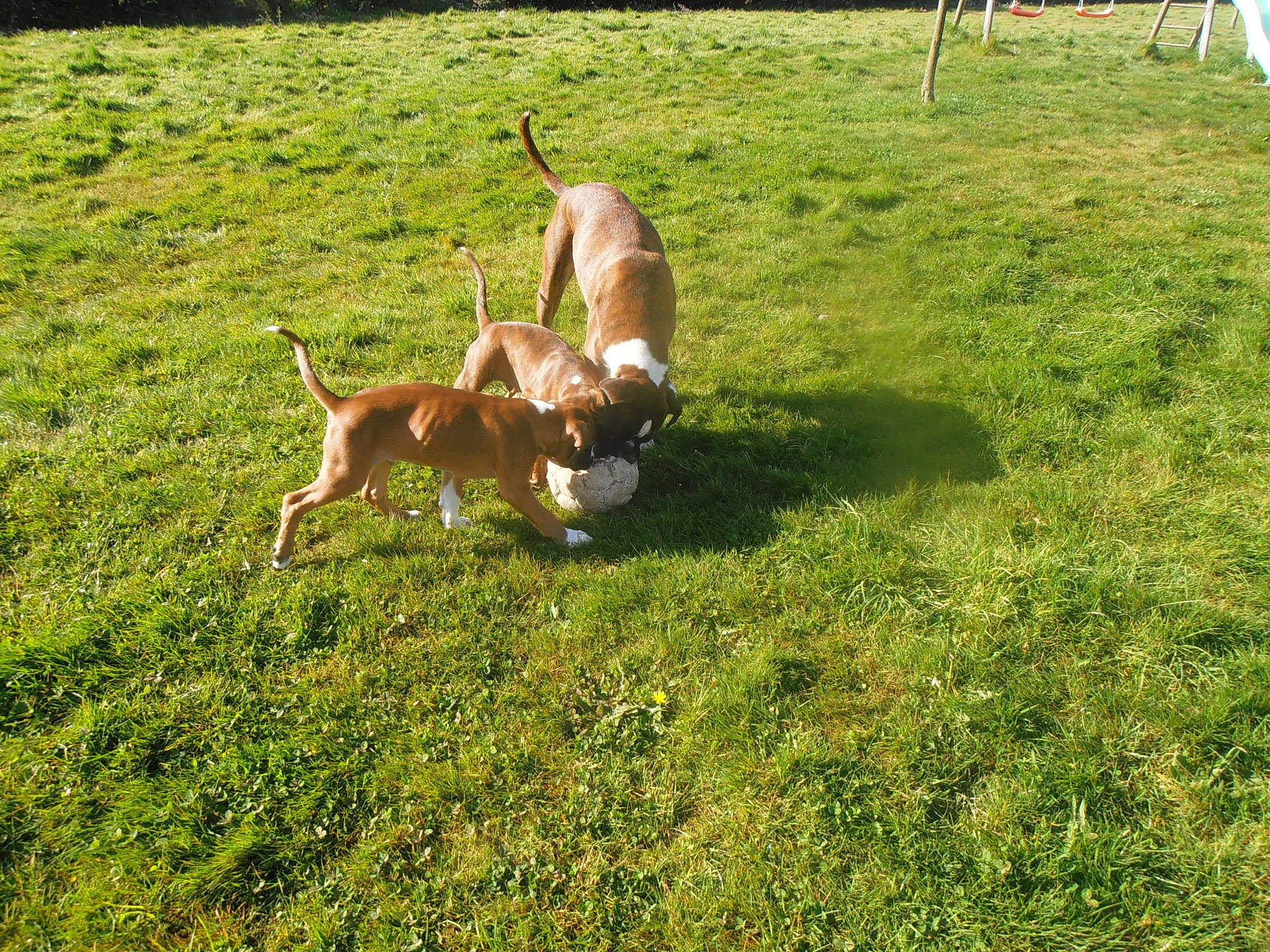 Féline a rejoint le concours — aidez-le/la à gagner de superbes lots ! carnivore, companion_dog, dog, dog_breed, fawn, grass, grassland, groundcover, hunting_dog, landscape, non_sporting_group, pasture, plant, sporting_group, tail, terrestrial_animal, wildlife, working_dog