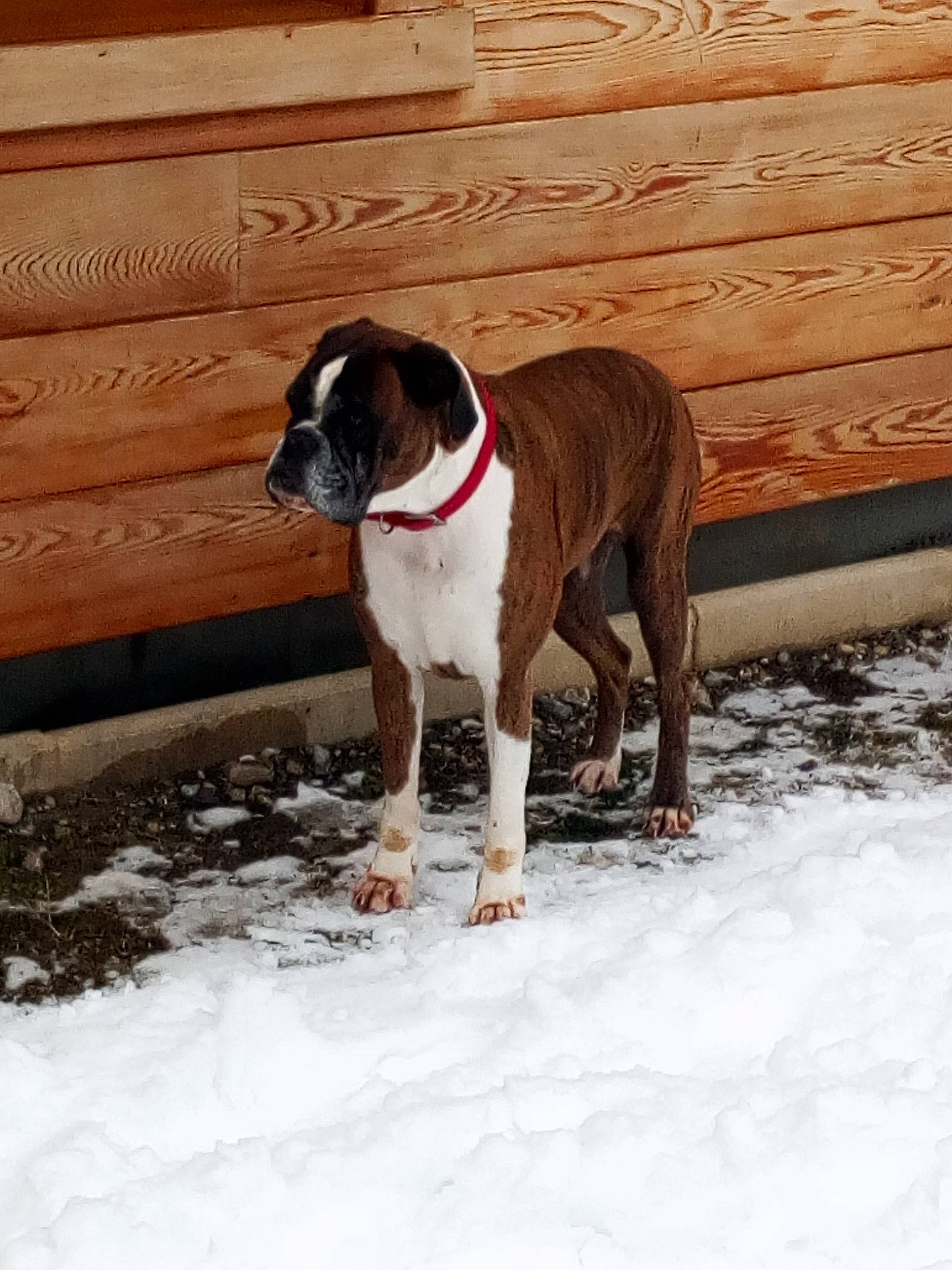 Féline a rejoint le concours — aidez-le/la à gagner de superbes lots ! boxer, canidae, carnivore, collar, companion_dog, dog, dog_breed, dog_collar, dog_supply, fawn, freezing, hardwood, liver, pet_supply, snout, snow, sporting_group, tail, wood, working_animal
