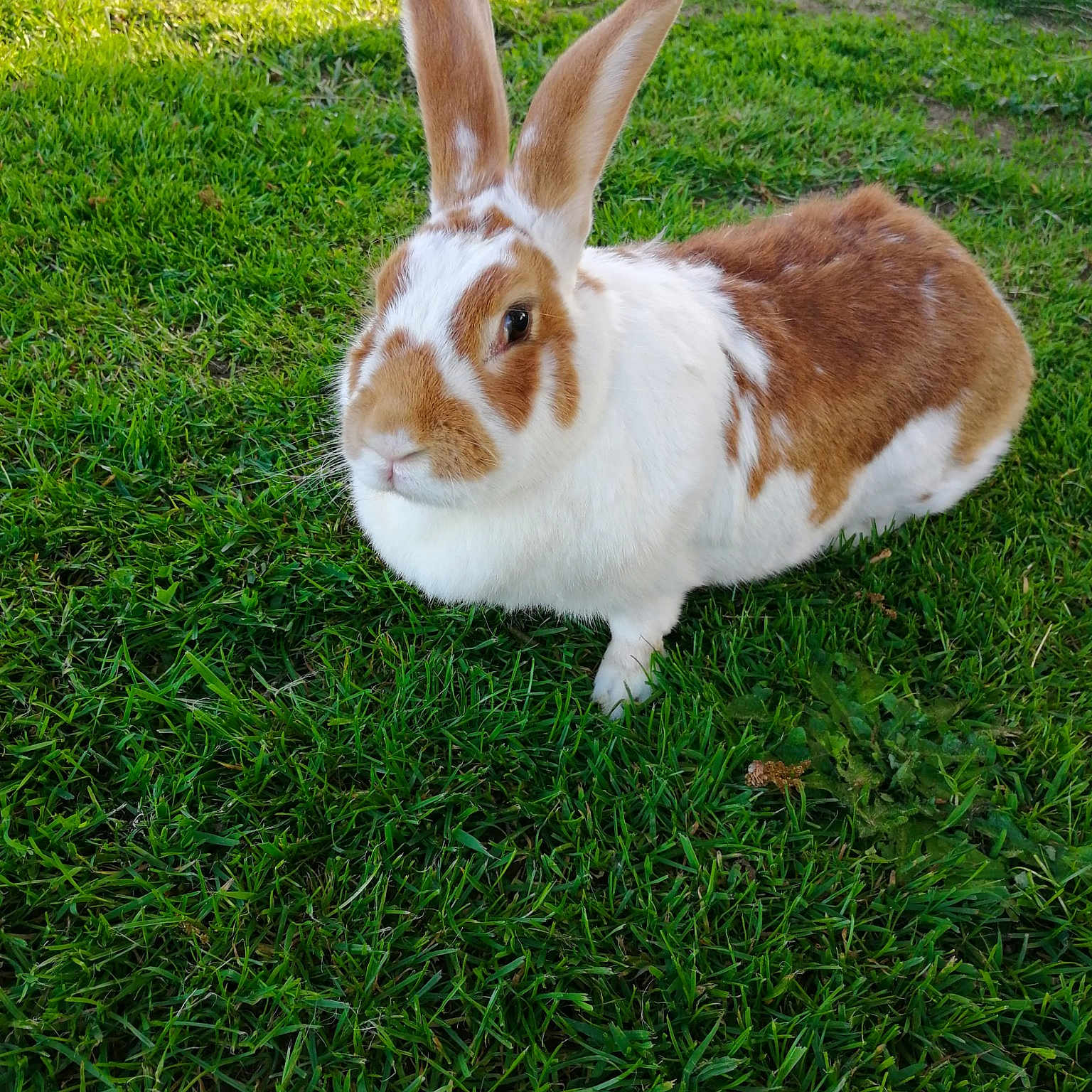 Mirabelle
