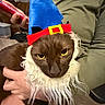 Bean is registered to the contest to win money with this photo: beard, brown_cat, cat, closeup, costume, costume_accessory, couch, expressionless, fur, furniture, hand, hat, holding, indoor, person, pet, phone, portrait, sitting, yellow_eyes
