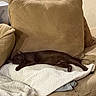 animal, blanket, brown_cat, cat, couch, cozy, cute, decor, domestic, furniture, home, indoor, pet, pillow, quiet, relaxing, resting, shelf, sleeping, soft