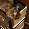 Bean is registered to the contest to win money with this photo: animal, brown_cat, carpet, cat, closeup, cozy, curious, domestic_cat, drawer, ears, eyes, face, furniture, indoor, peeking, pet, resting, wood, wooden_furniture, yellow_eyes