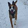 dog, brown_and_white, running, snow, outdoor, happy, tongue_out, ears_up, winter, nature, path, canine, animal, active, playful, fur, muzzle, daylight, walking, pet