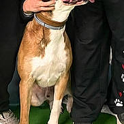 Vlad a rejoint le concours — aidez-le/la à gagner de superbes lots ! dog, canine, pet, brown_and_white, tongue_out, open_mouth, collar, person, hand, sneakers, pants, green_floor, indoor, playful, affection, companion, animal, friendly, cute, happy