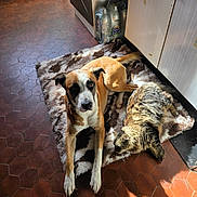 Athéna participe au concours pour gagner de l'argent avec cette photo : animal, brown, cat, companion, cozy, curious, dog, domestic, floor, furry, home, indoor, kitchen, pet, relaxing, resting, rug, sunlight, tile_floor, white