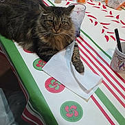 Athéna participe au concours pour gagner de l'argent avec cette photo : cat, tabby_cat, table, tablecloth, paper_towel, glass, bottle, fruit_basket, orange, kitchen, chair, pattern, domestic_cat, indoor, pet, feline, resting, striped, fur, household