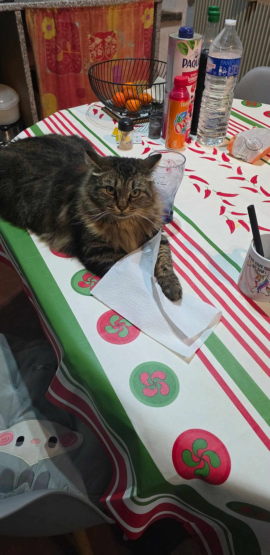 Athéna participe au concours pour gagner de l'argent avec cette photo : cat, tabby_cat, table, tablecloth, paper_towel, glass, bottle, fruit_basket, orange, kitchen, chair, pattern, domestic_cat, indoor, pet, feline, resting, striped, fur, household