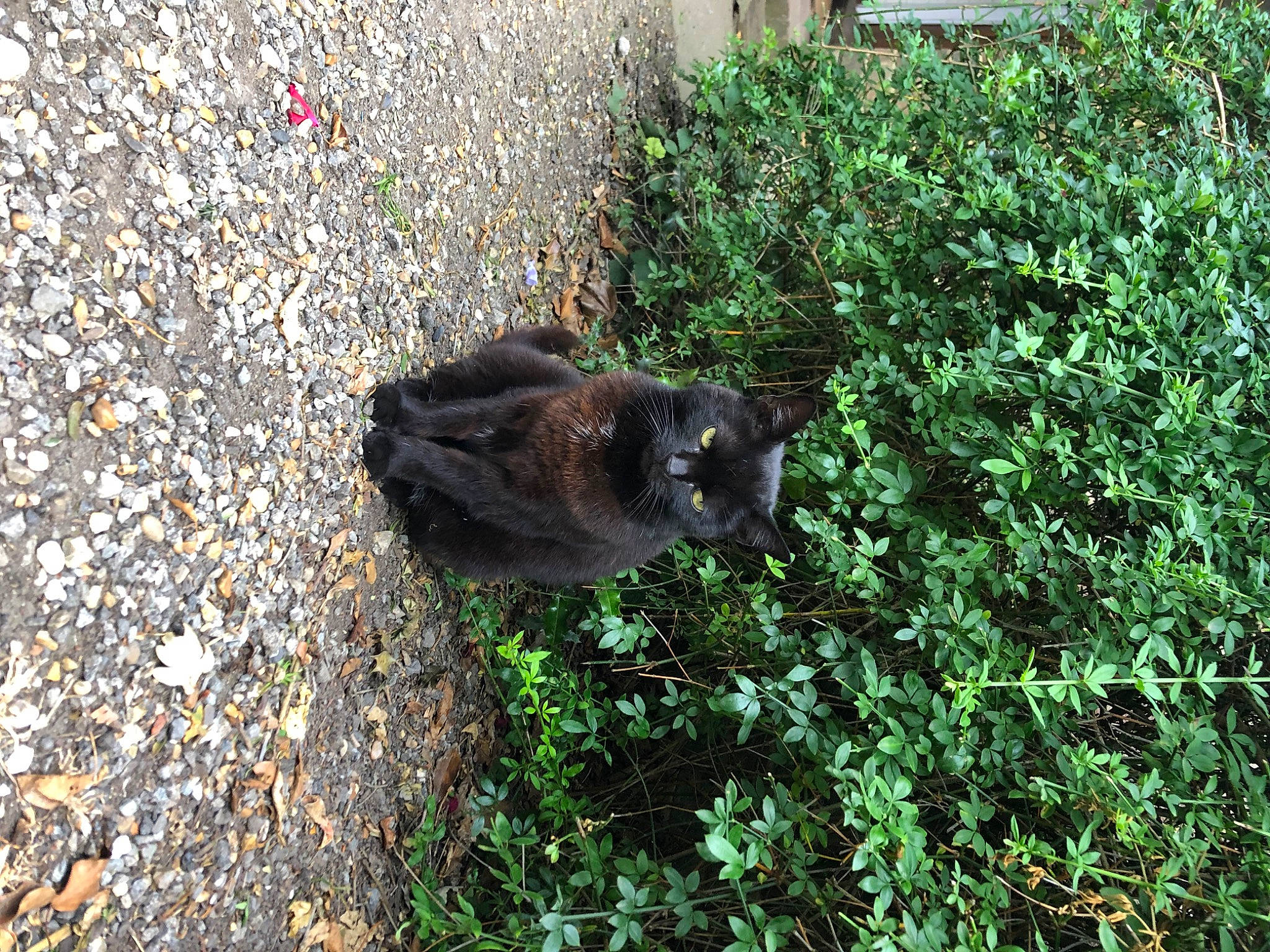 Beth is registered to the contest to win money with this photo: asphalt, black_cat, carnivore, cat, dog_breed, domestic_short_haired_cat, felidae, fur, grass, groundcover, herb, plant, road_surface, shrub, small_to_medium_sized_cats, soil, tail, tar, terrestrial_animal, whiskers