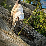 Sakura participe au concours pour gagner de l'argent avec cette photo : cat, animal, outdoor, wood, plant, nature, sunlight, blue_eyes, feline, curious, stalking, tree_bark, greenery, daylight, close_up, wildlife, pet, mammal, whiskers, tail