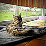 cat, tabby, indoor, window, blanket, sunlight, green_eyes, fur, tiled_floor, curious, relaxed, cozy, home, pet, animal, looking_up, daylight, blurred_background, soft_light, resting