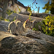 Simba participe au concours pour gagner de l'argent avec cette photo : cat, tabby_cat, animal, outdoor, log, wood, nature, greenery, sky, daylight, house, blurred_background, feline, alert, crouching, whiskers, ears, fur, closeup, natural_light