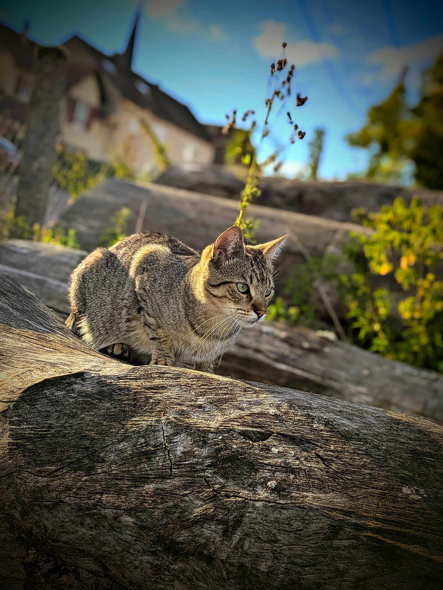 Simba