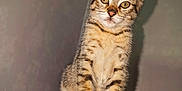 Simba a rejoint le concours — aidez-le/la à gagner de superbes lots ! abyssinian, animal, cat, egyptiancat, kitten, manx, pet, wood