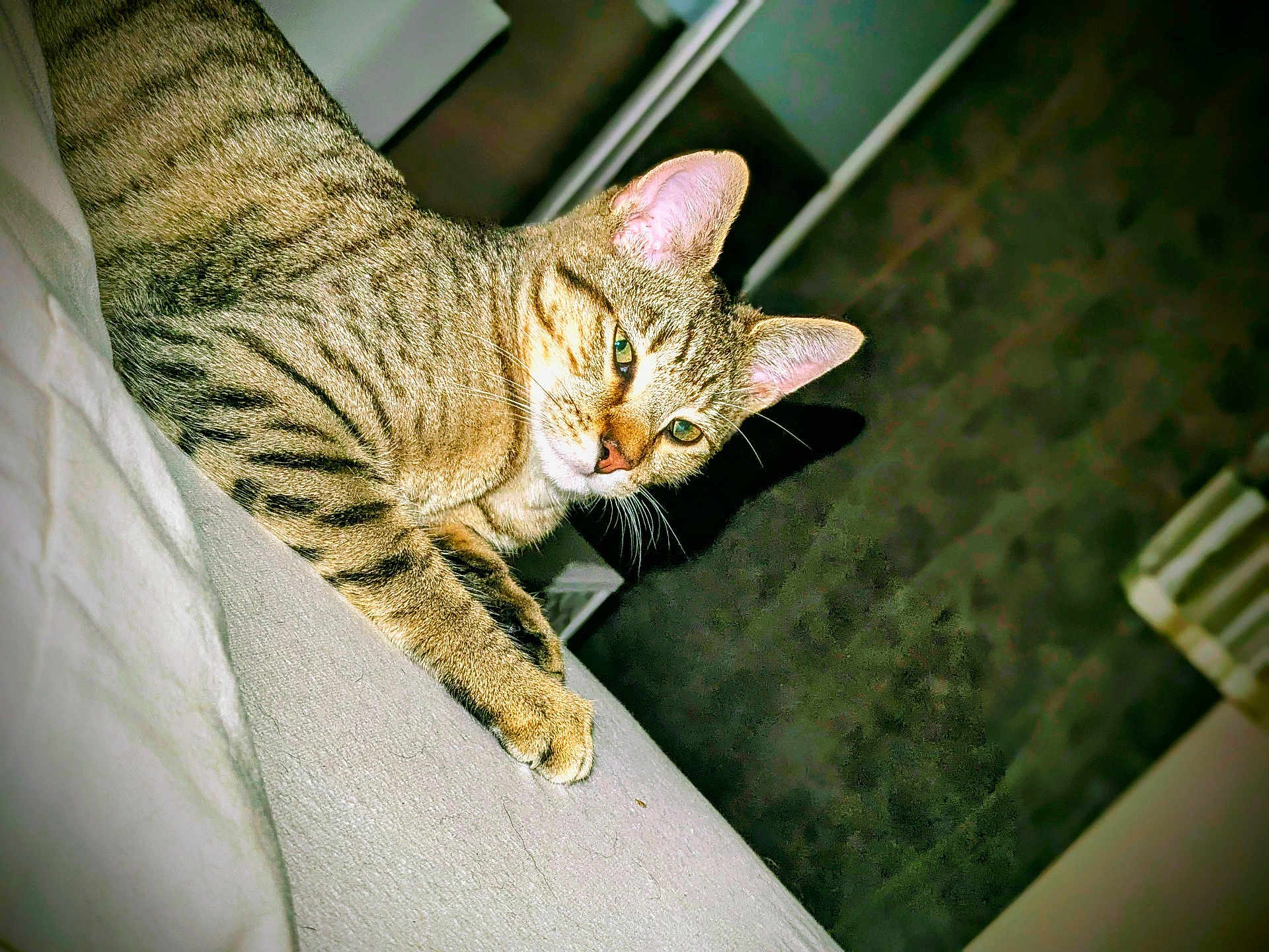 Kovu