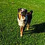 Blue a rejoint le concours — aidez-le/la à gagner de superbes lots ! animal, canine, collie, countryside, dog, farm, field, germanshepherd, grass, grassland, lawn, meadow, nature, outdoors, pasture, pet, plant, puppy, rural, terrier