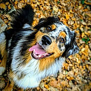 Blue participe au concours pour gagner de l'argent avec cette photo : dog, australian_shepherd, smiling, tongue_out, autumn_leaves, outdoor, pet, fur, happy, animal, nature, fall, canine, portrait, closeup, brown, black, white, friendly, playful