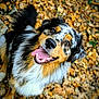 dog, australian_shepherd, smiling, tongue_out, autumn_leaves, outdoor, pet, fur, happy, animal, nature, fall, canine, portrait, closeup, brown, black, white, friendly, playful