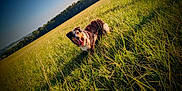 Blue participe au concours pour gagner de l'argent avec cette photo : animal, bulldog, canine, countryside, dog, farm, field, grass, grassland, green, hound, meadow, nature, outdoors, pasture, pet, plant, puppy, rural, vegetation
