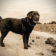 Mappy a rejoint le concours — aidez-le/la à gagner de superbes lots ! dog, black_dog, animal, pet, outdoor, path, dirt, walking, people, sepia, vintage, nature, field, collar, standing, tongue_out, canine, fur, ears, sky