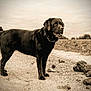 dog, black_dog, animal, pet, outdoor, path, dirt, walking, people, sepia, vintage, nature, field, collar, standing, tongue_out, canine, fur, ears, sky