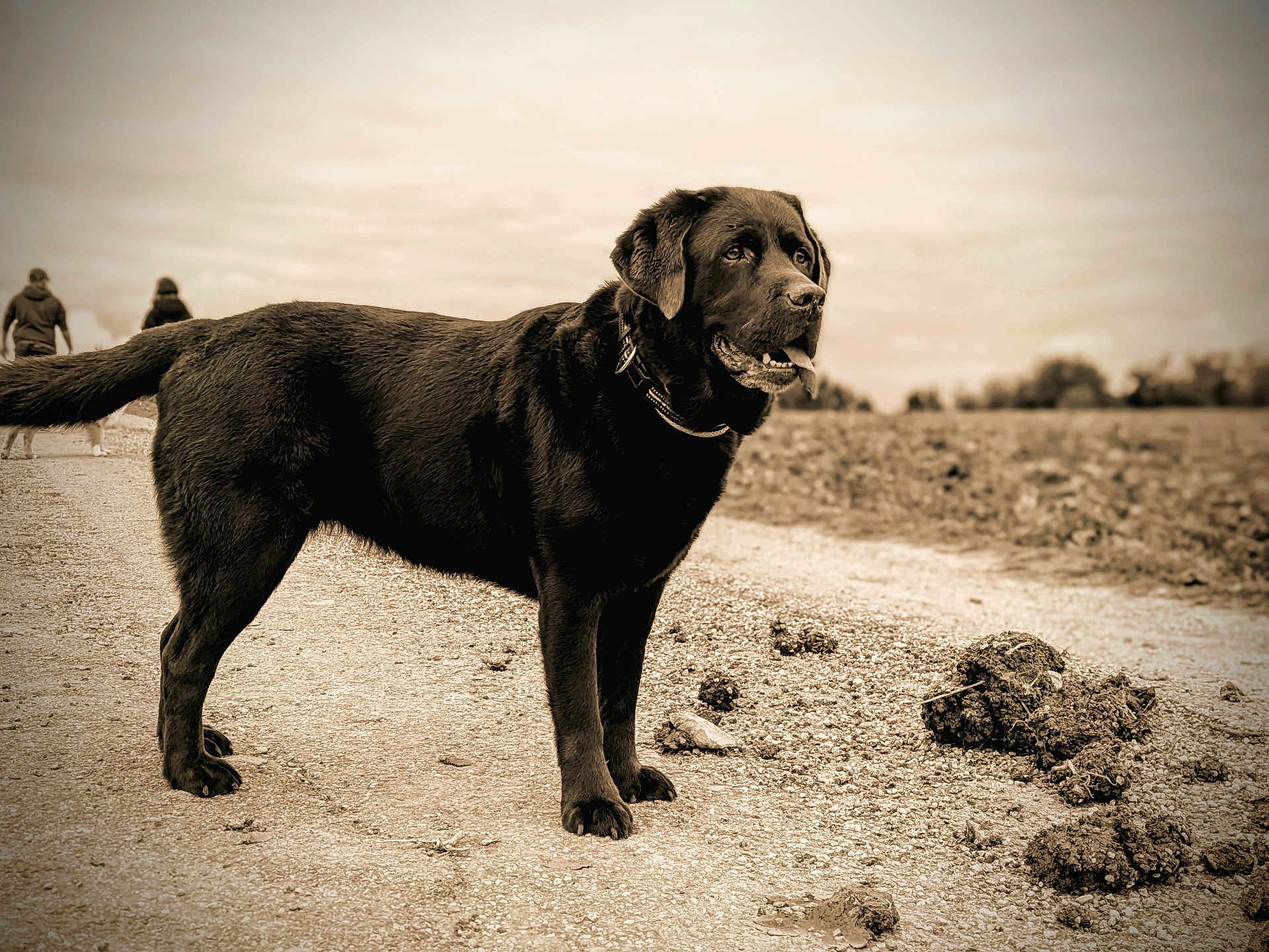 Mappy a rejoint le concours — aidez-le/la à gagner de superbes lots ! dog, black_dog, animal, pet, outdoor, path, dirt, walking, people, sepia, vintage, nature, field, collar, standing, tongue_out, canine, fur, ears, sky