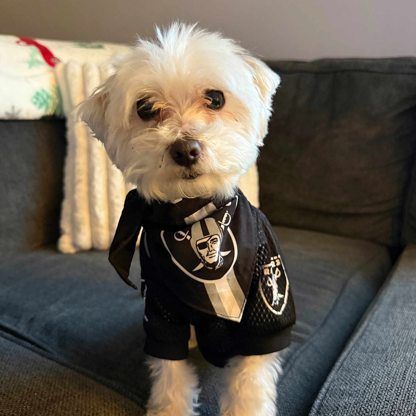 Buddy is registered to the contest to win money with this photo: animal, bandana, black_bandana, clothing, companion, couch, cozy, cute, dog, fluffy, furniture, home, indoor, pet, portrait, raiders_logo, small_dog, soft_light, standing, white_dog