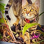 alert, animal, brown, cat, closeup, collar, curious, feline, kitten, leaves, nature, outdoor, paws, pet, plant, planter, tabby, tail, whiskers, young