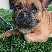 Uggy participe au concours pour gagner de l'argent avec cette photo : dog, french_bulldog, pet, close_up, artificial_grass, outdoor, animal, brown_coat, ears, face, snout, expressive_eyes, resting, furniture, metal_leg, patterned_fence, daylight, cute, domestic_animal, companion