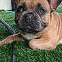 dog, french_bulldog, pet, close_up, artificial_grass, outdoor, animal, brown_coat, ears, face, snout, expressive_eyes, resting, furniture, metal_leg, patterned_fence, daylight, cute, domestic_animal, companion
