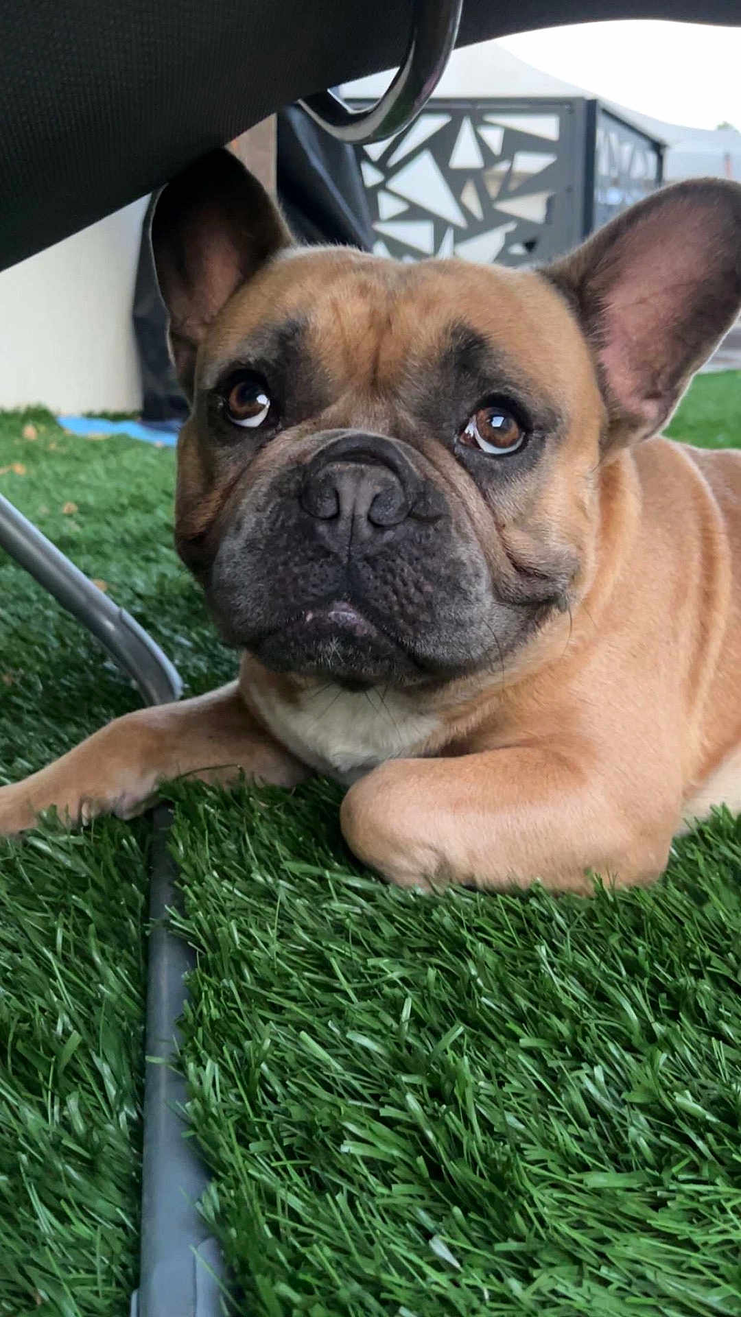 Uggy participe au concours pour gagner de l'argent avec cette photo : dog, french_bulldog, pet, close_up, artificial_grass, outdoor, animal, brown_coat, ears, face, snout, expressive_eyes, resting, furniture, metal_leg, patterned_fence, daylight, cute, domestic_animal, companion