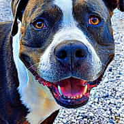 Spyke participe au concours pour gagner de l'argent avec cette photo : dog, smiling, close_up, outdoor, gravel, car, pet, animal, brown, white, happy, friendly, face, ears, teeth, tongue, walking, canine, sunlight, daytime