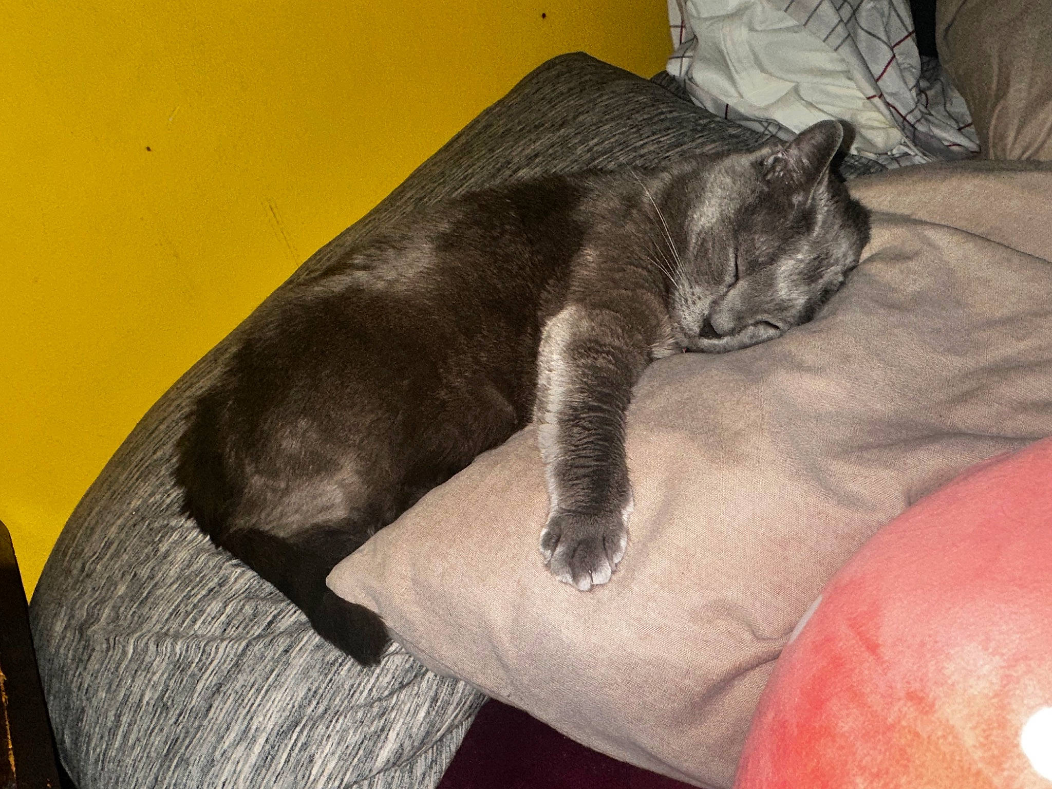 Rick joined the competition — help win amazing prizes! black_cat, canidae, carnivore, cat, claw, comfort, dog_breed, domestic_short_haired_cat, felidae, fur, grey, human_leg, nap, paw, small_to_medium_sized_cats, snout, sporting_group, tail, terrestrial_animal, whiskers